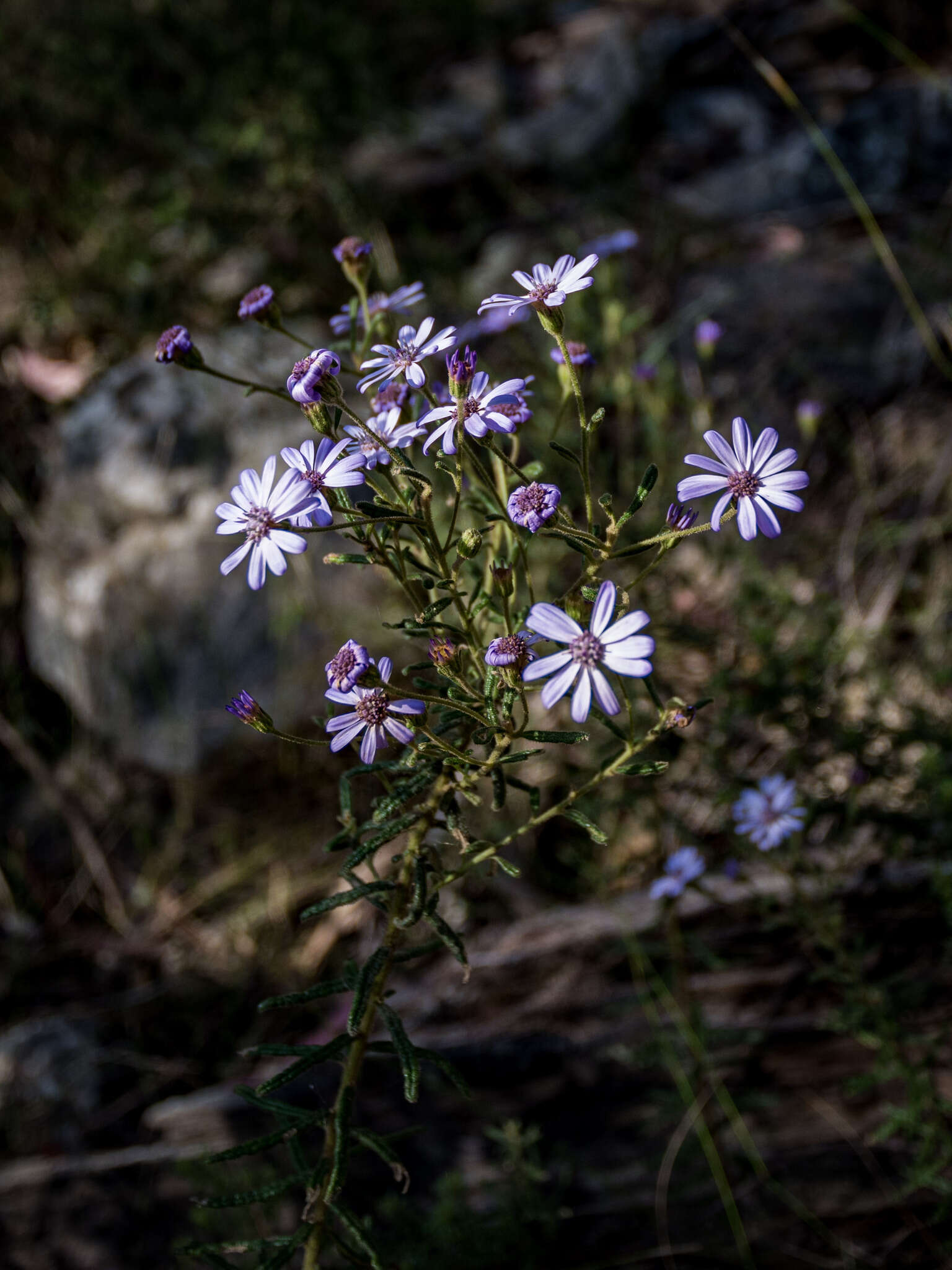 Olearia asterotricha subsp. asterotricha resmi