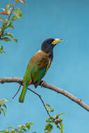 Image of Great Barbet