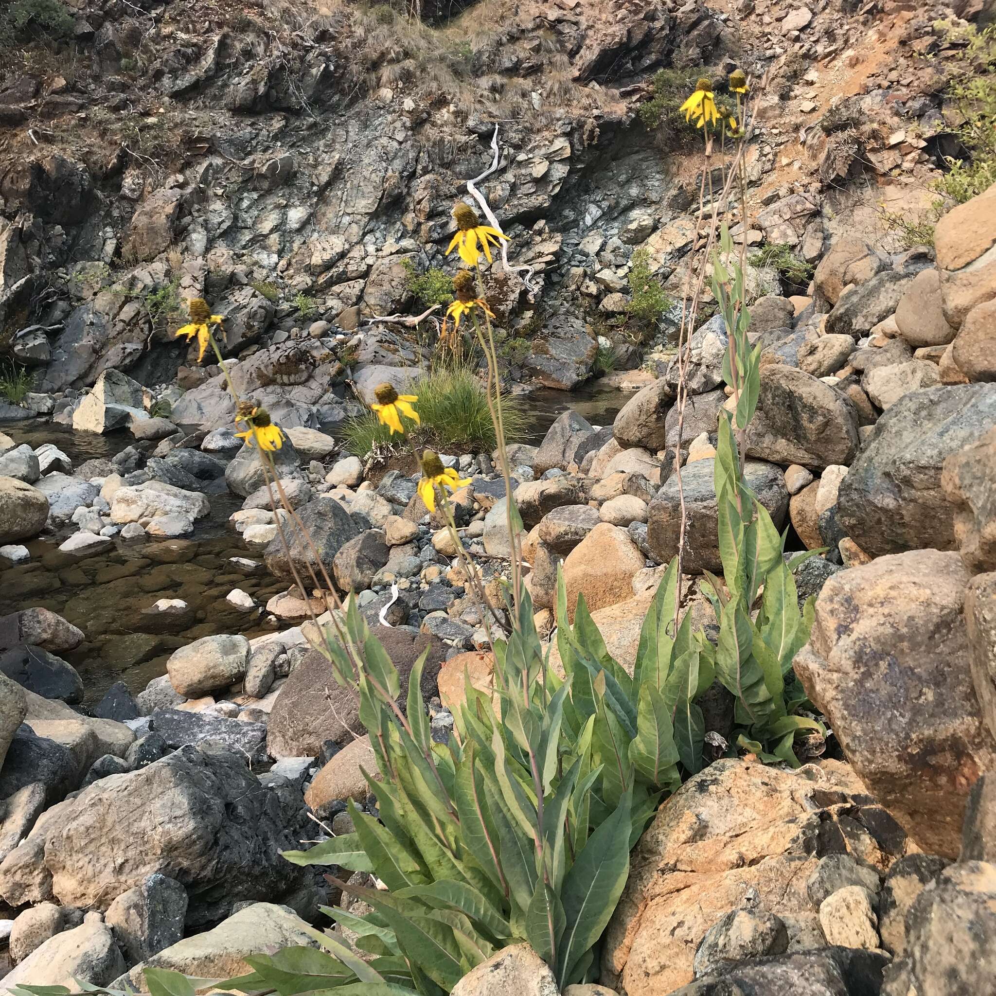 Plancia ëd Rudbeckia glaucescens Eastw.