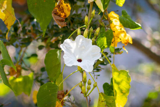 Image of Ipomoea populina House