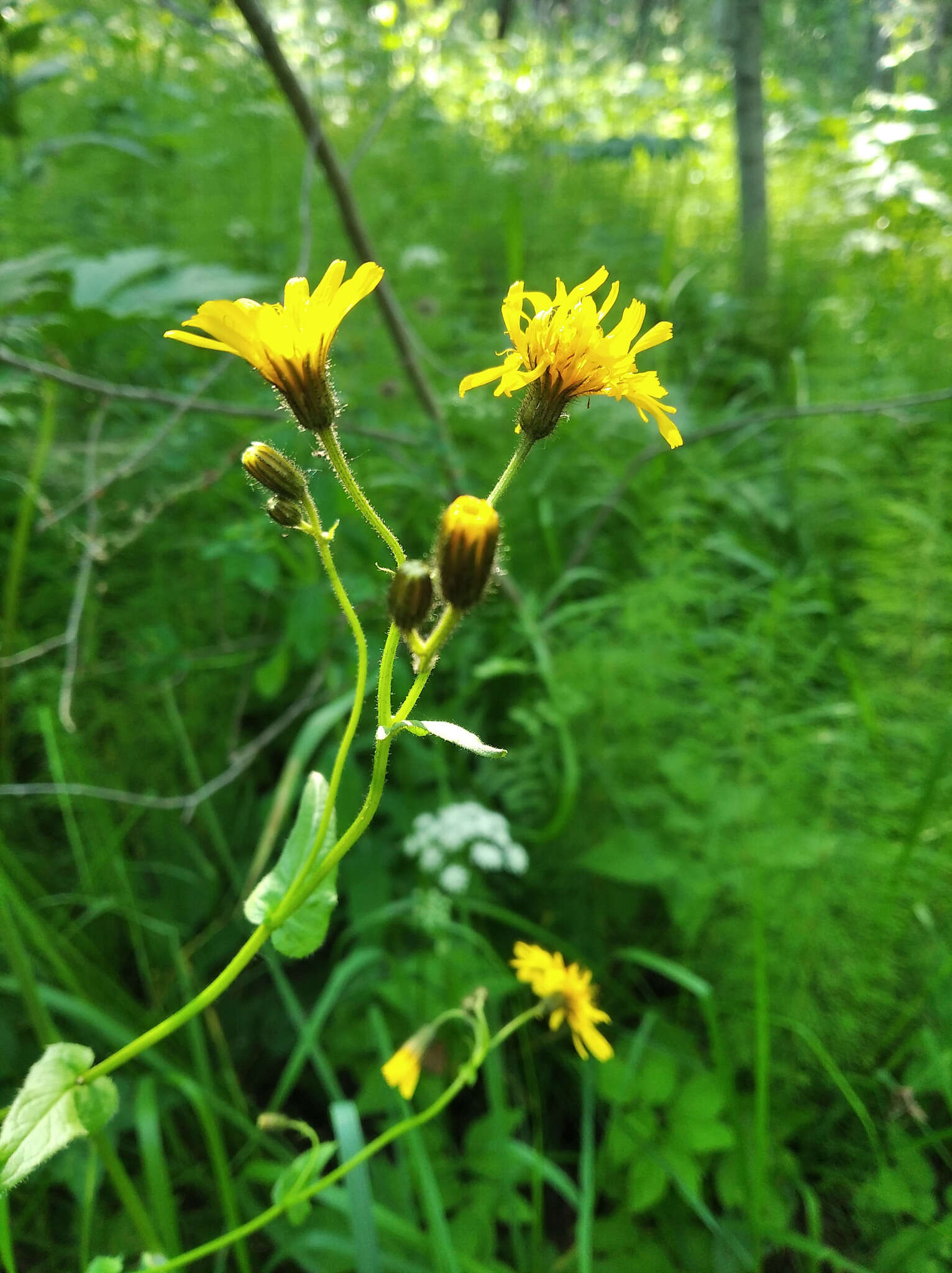 Image of Crepis lyrata (L.) Froel.