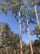 Image of south florida slash pine