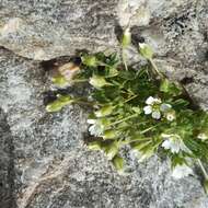 صورة Cerastium pedunculatum Gaudin