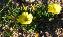 Image of Oxalis namaquana Sond.