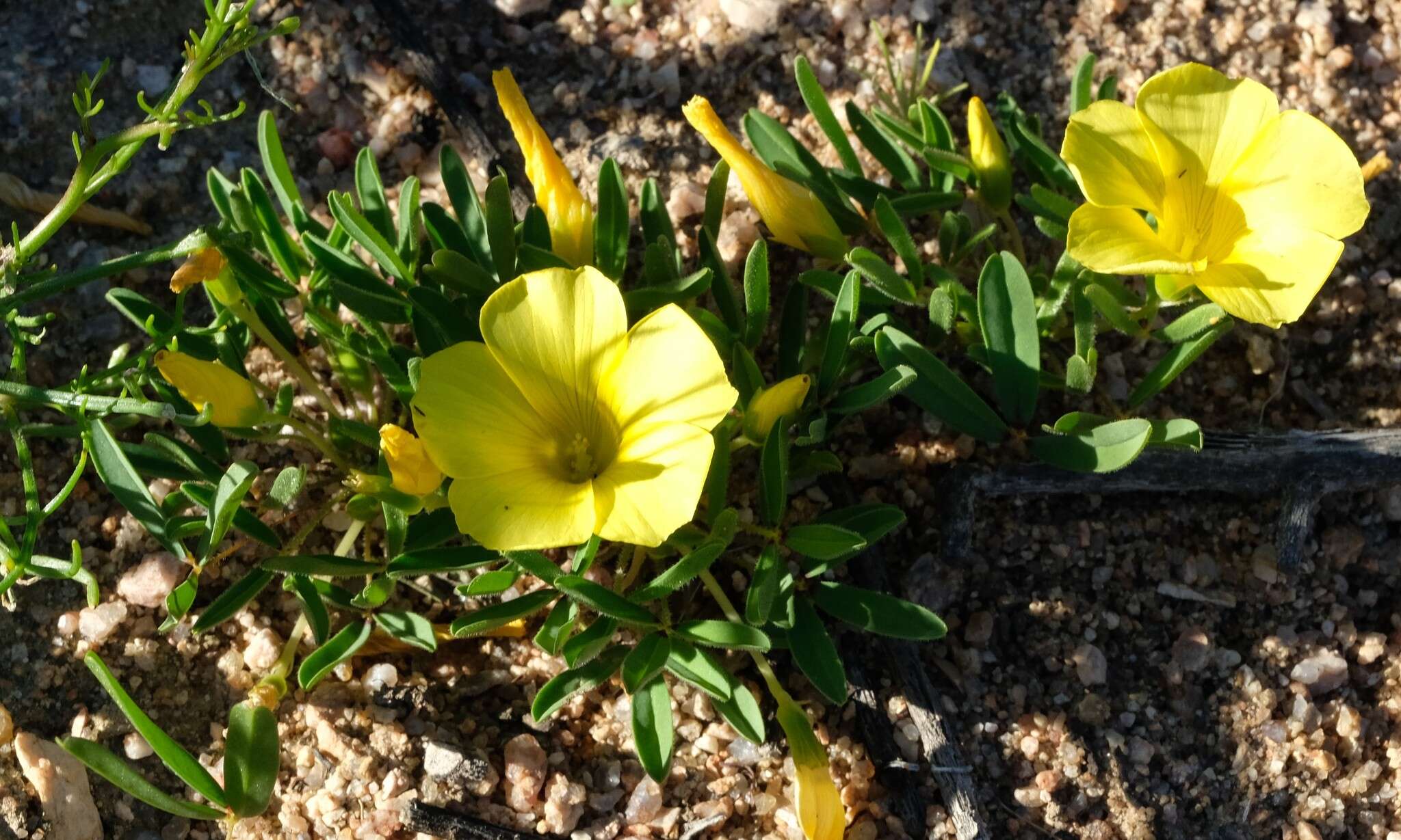 Sivun Oxalis namaquana Sond. kuva