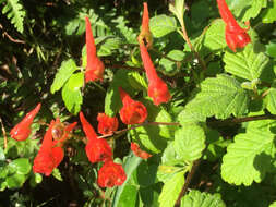 Image of red larkspur