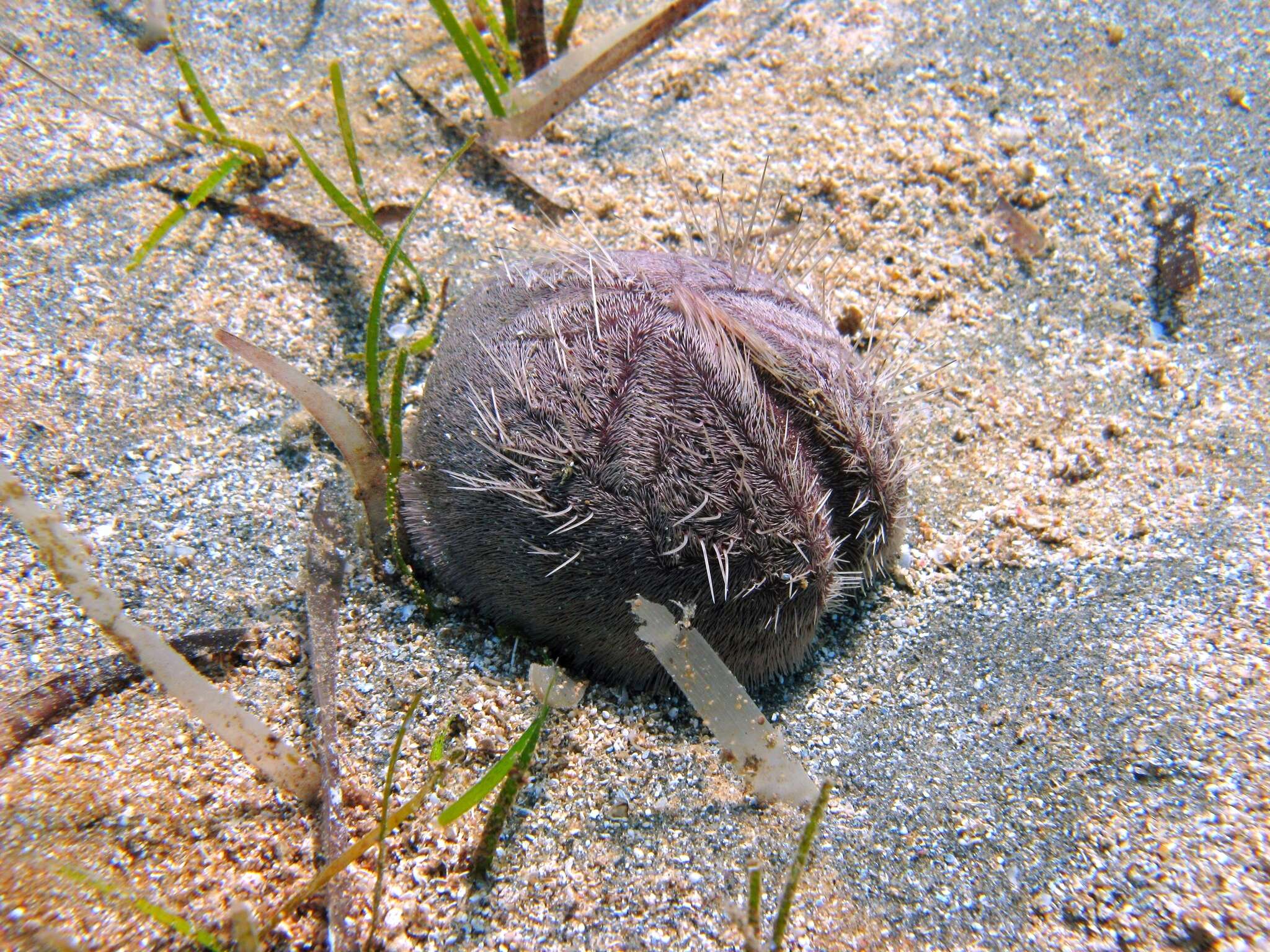 Image of purple heart urchin