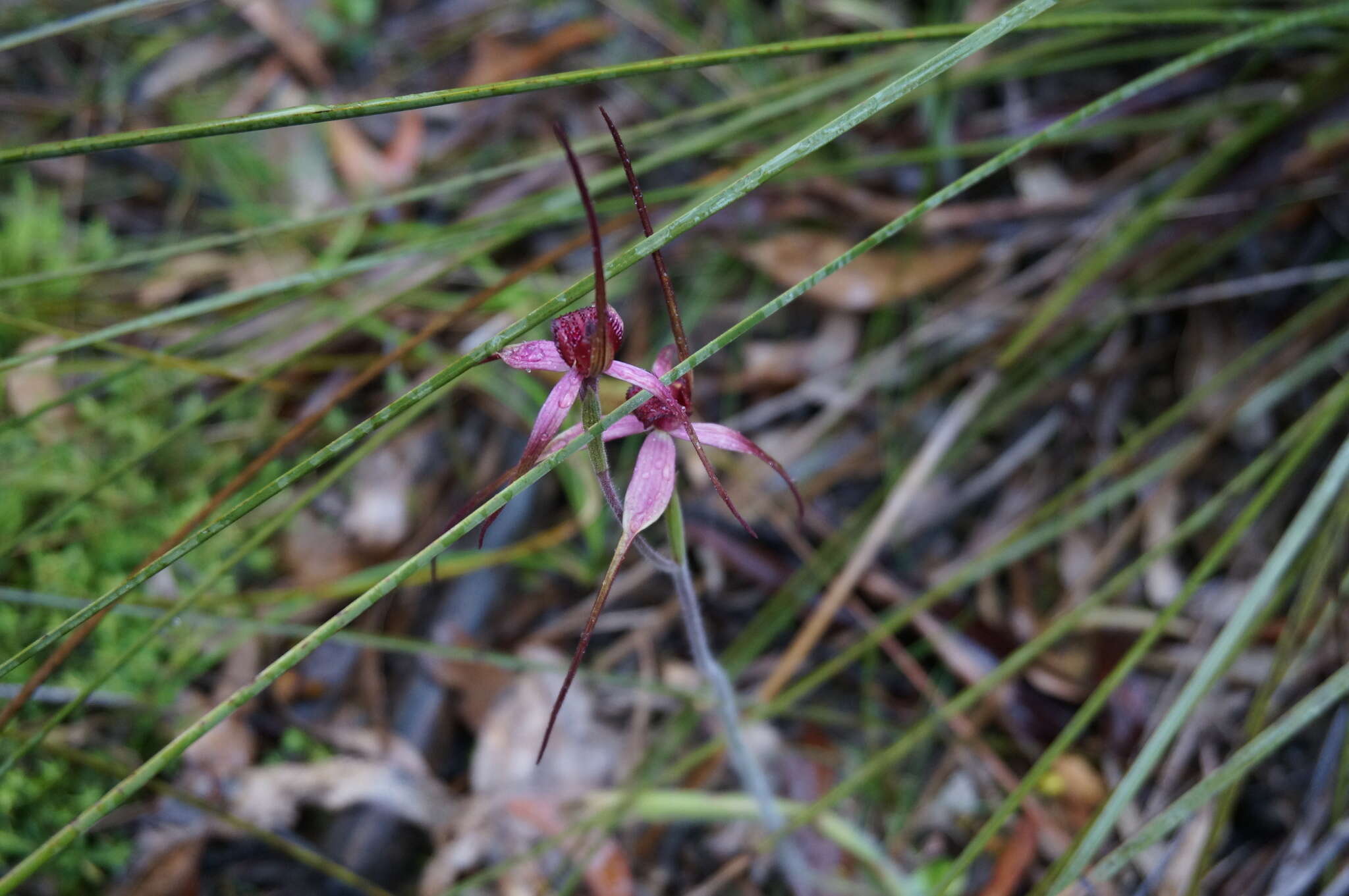 Caladenia formosa G. W. Carr的圖片