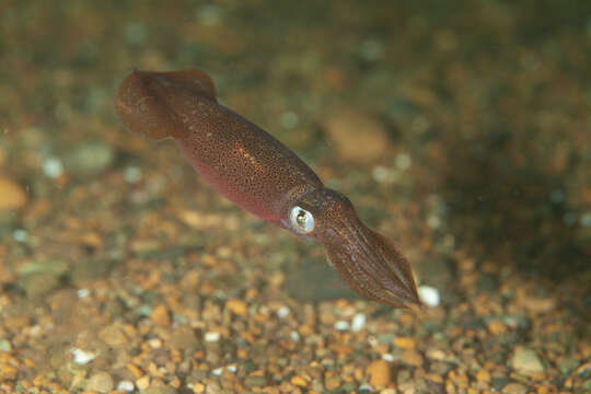 Image of Doryteuthis sanpaulensis (Brakoniecki 1984)