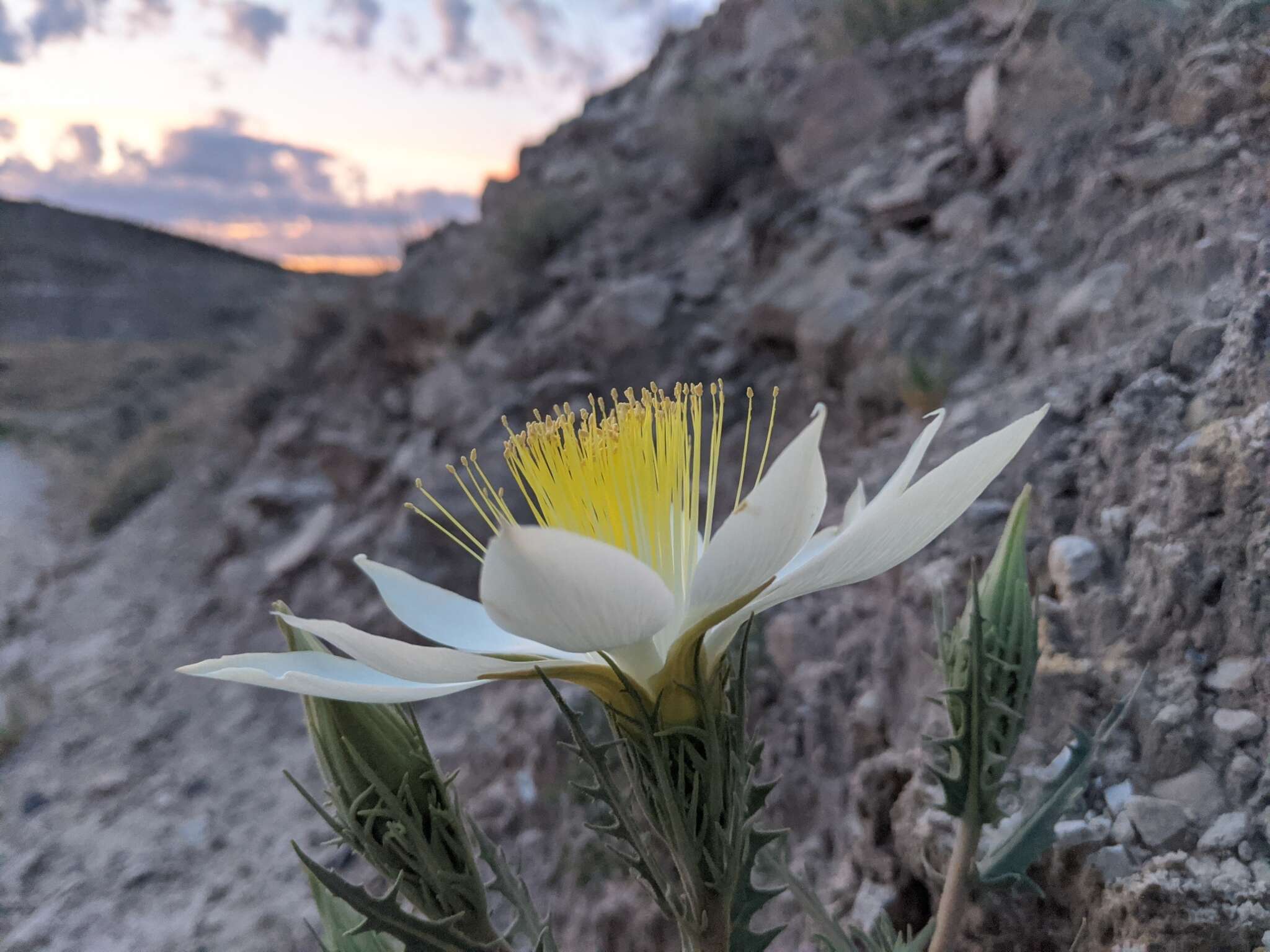 Image of tenpetal blazingstar