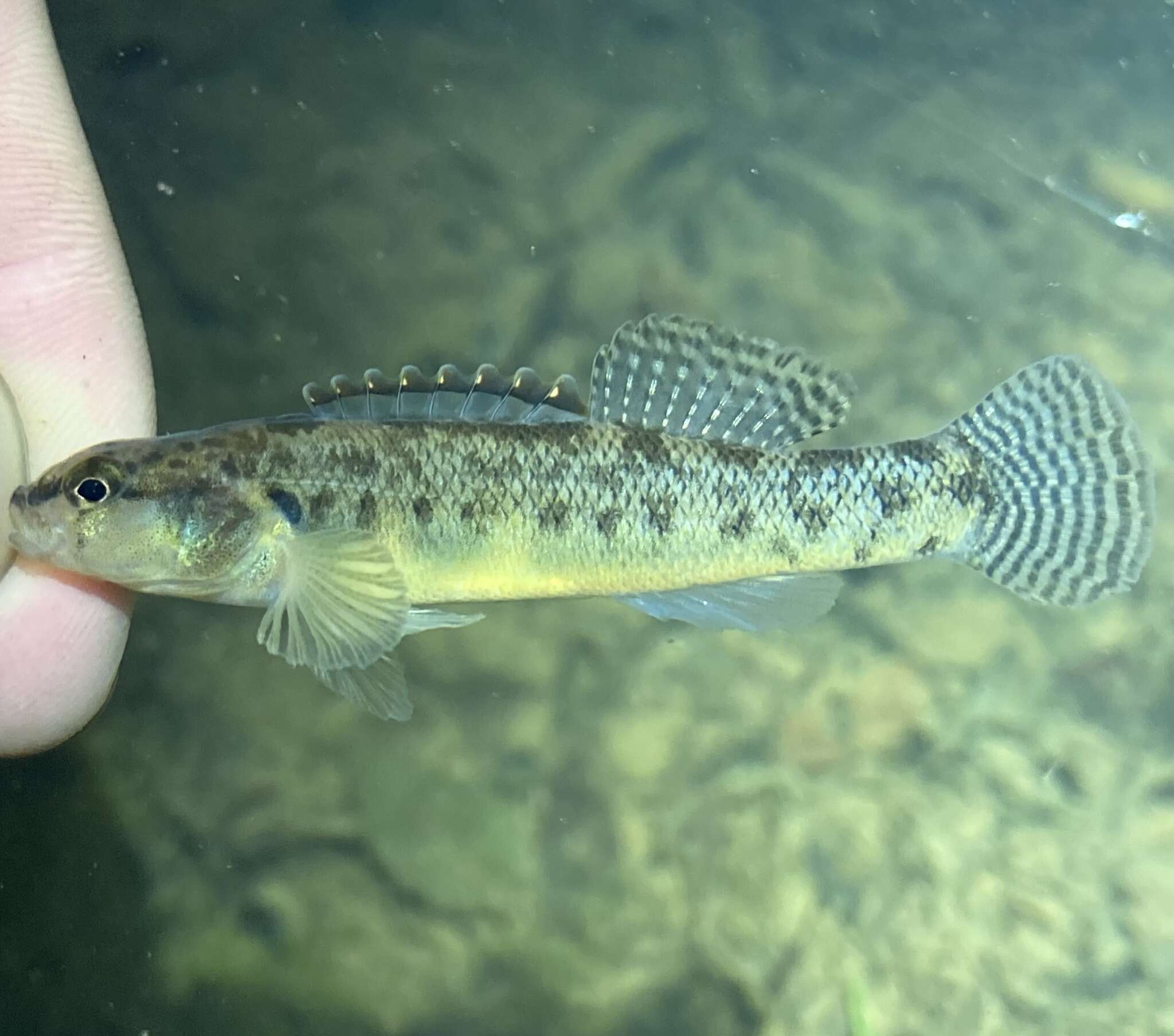 Imagem de Etheostoma kennicotti (Putnam 1863)