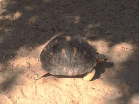 Image of Radiated Tortoise