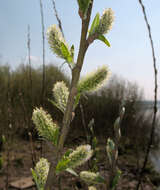 Imagem de Salix triandra L.