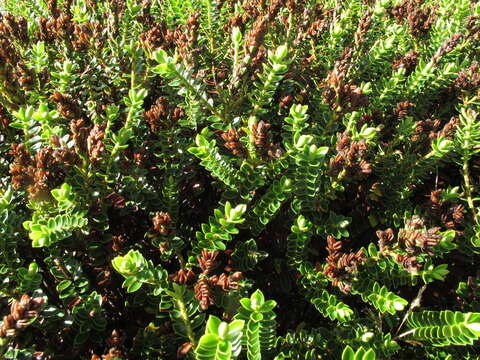 Image of Speedwell