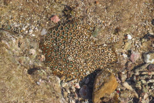 Image of False Pillow Coral