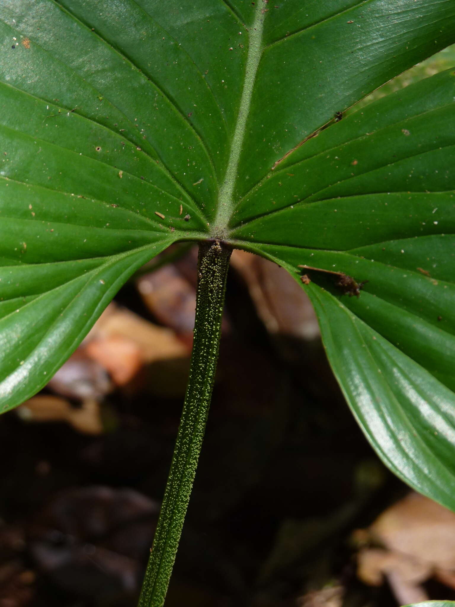 Image of philodendron