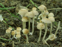 Image of Psathyrella pygmaea (Bull.) Singer 1951