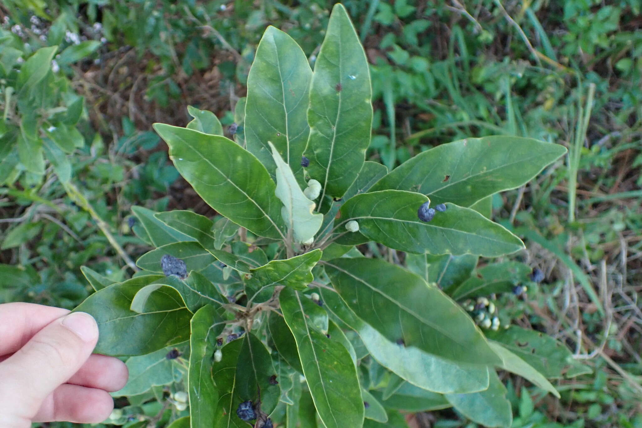 Image of Trioza magnoliae (Ashmead 1881)