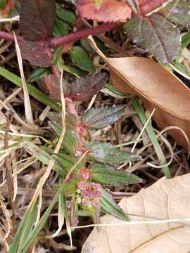 Euphorbia nocens (L. C. Wheeler) V. W. Steinm. resmi