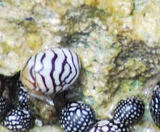 Image of Zebra nerite