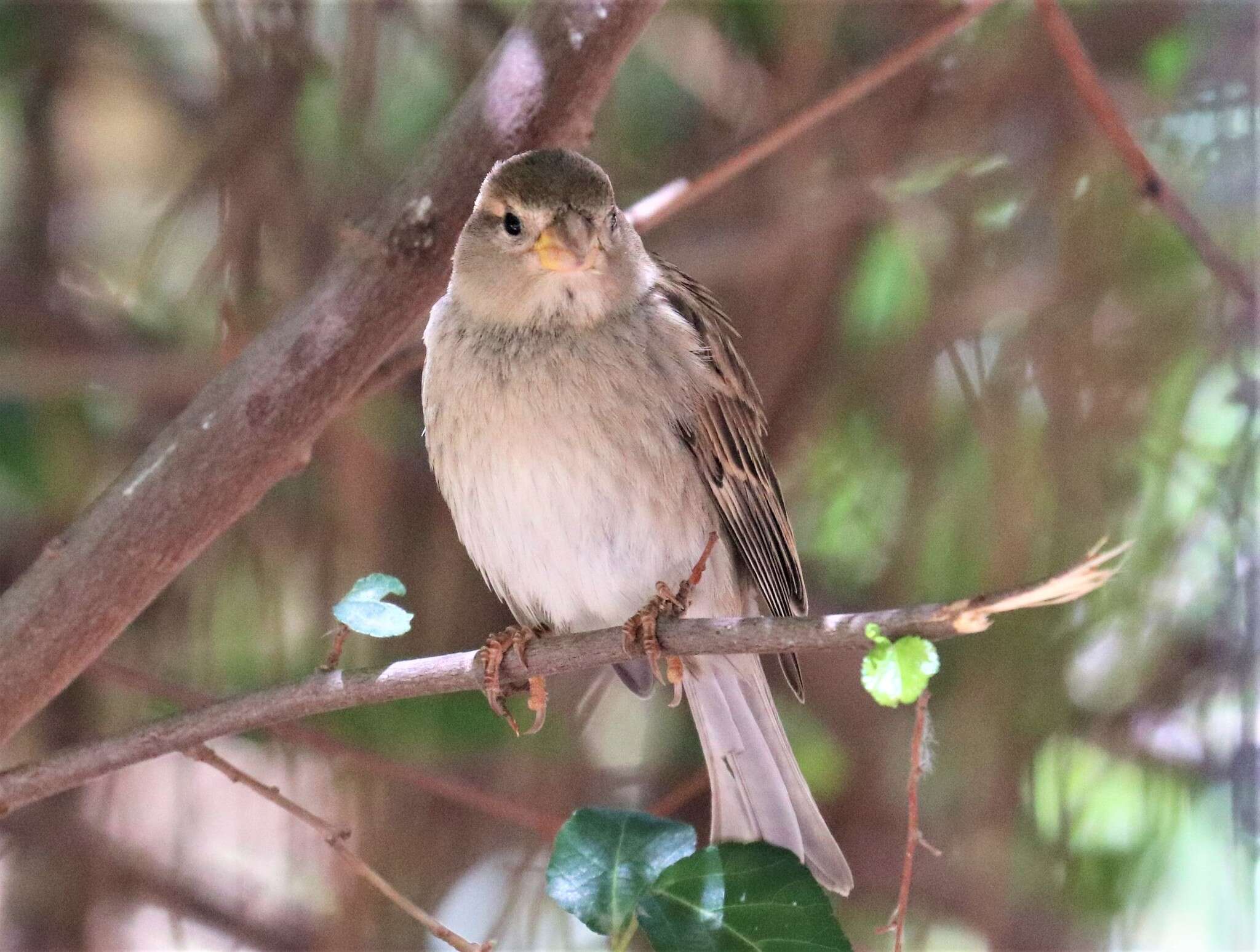 Image of Passer hispaniolensis hispaniolensis (Temminck 1820)