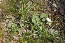 Image of Alcea rugosa Alef.