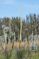 Image of Xanthorrhoea resinosa Pers.