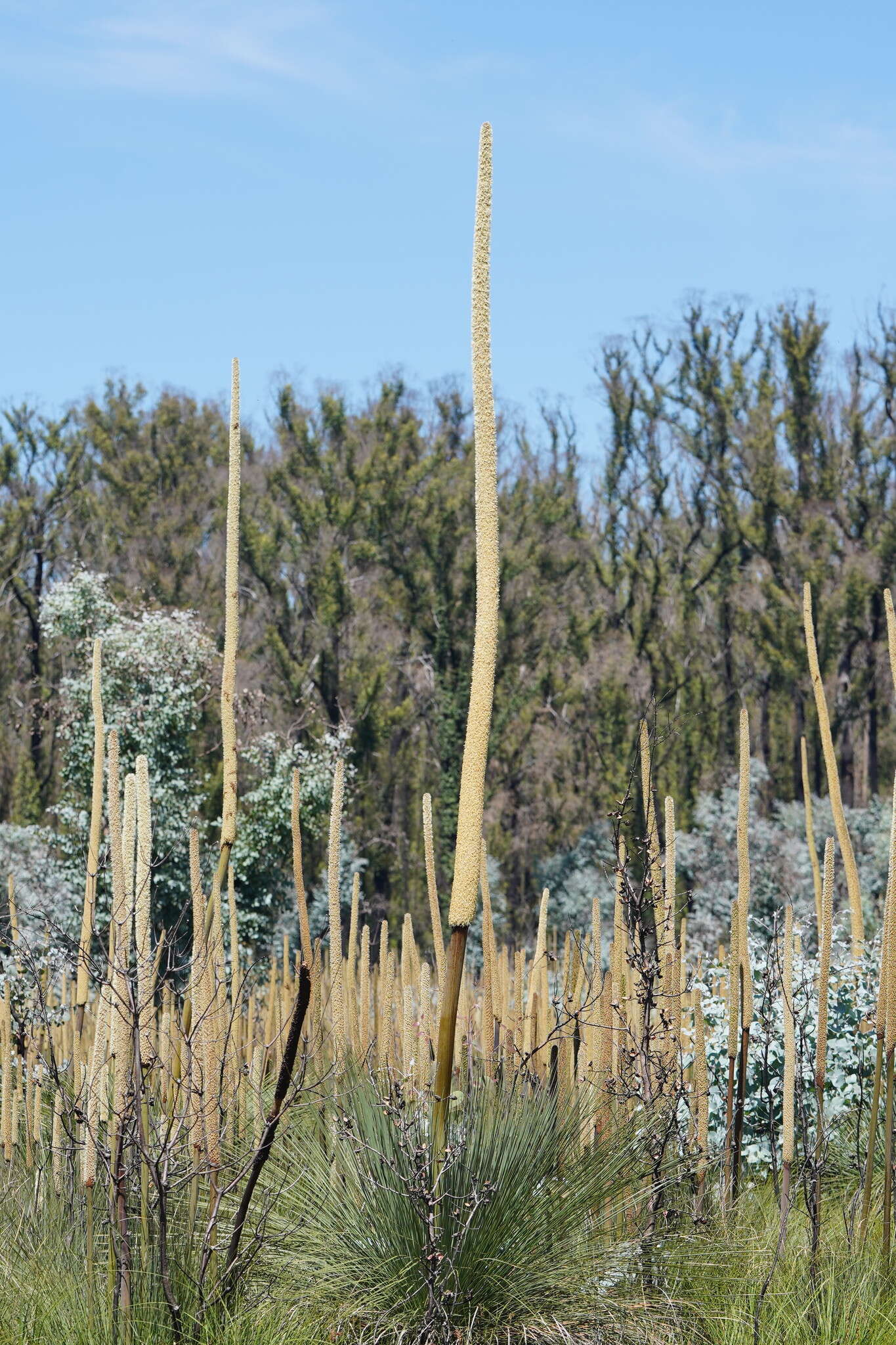 Image of Xanthorrhoea resinosa Pers.