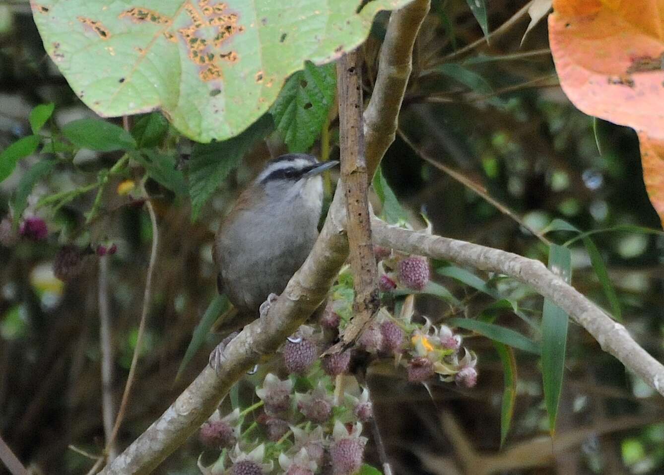 Image of Plain-tailed Wren