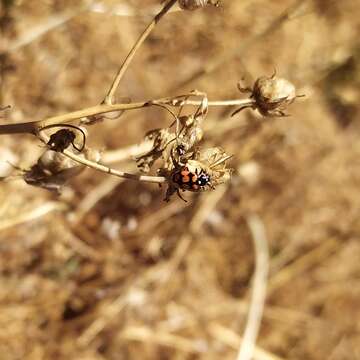 Image of Eriopis chilensis Hofmann 1970