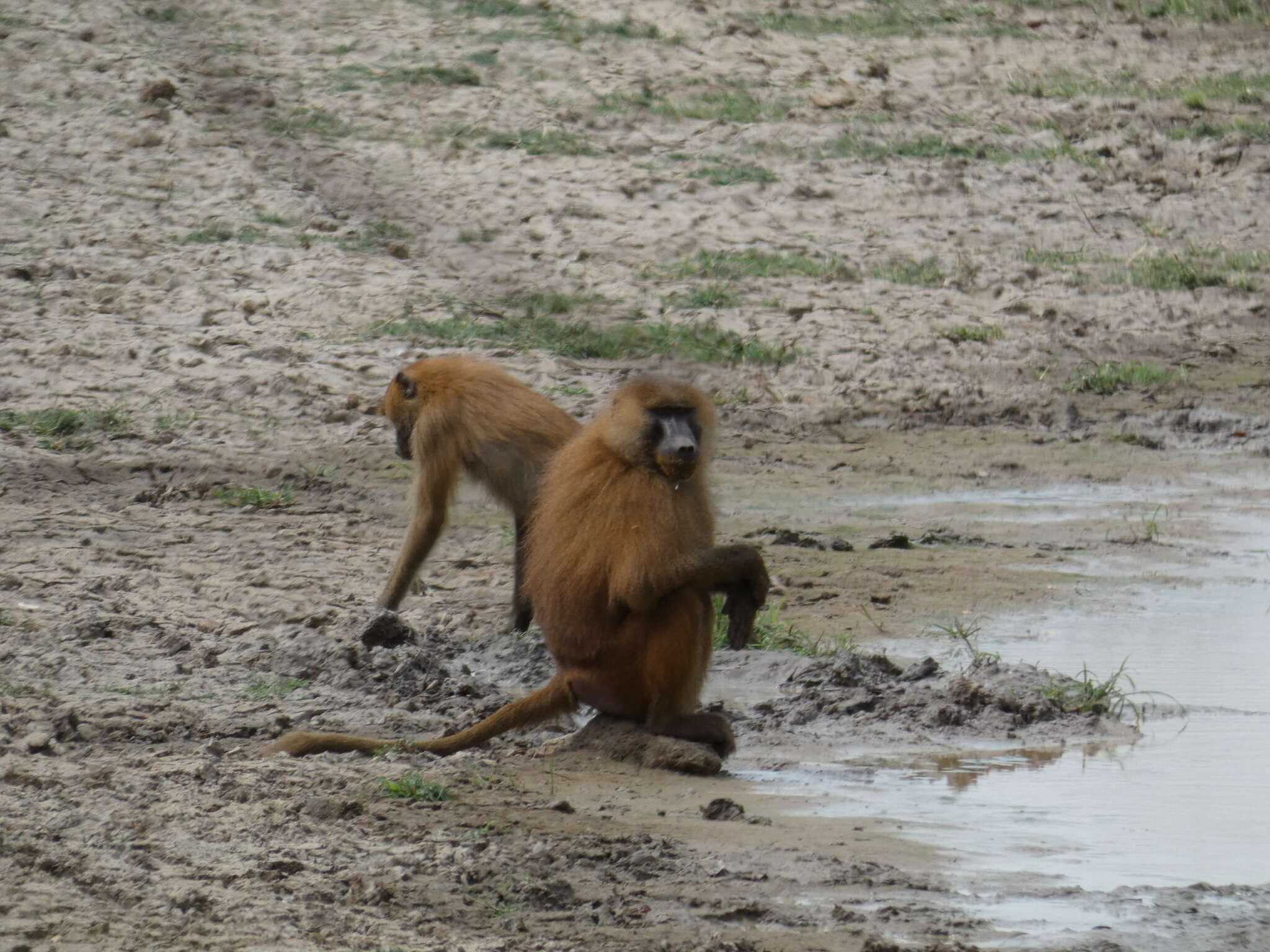 Image of Guinea Baboon