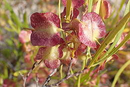 Image of Dodonaea viscosa subsp. viscosa