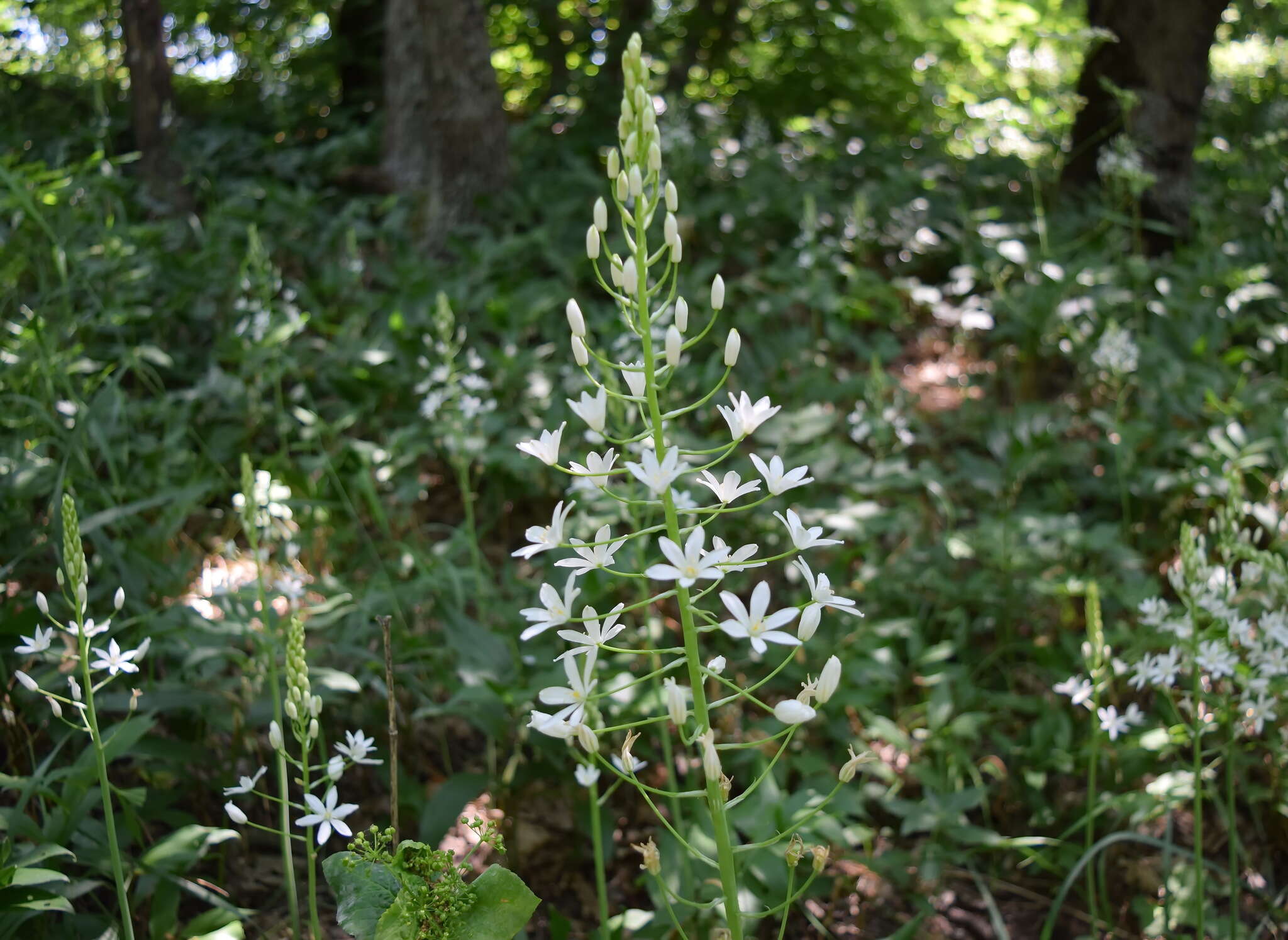 Image of Ornithogalum arcuatum Steven