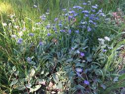 Imagem de Symphyotrichum foliaceum var. parryi (D. C. Eaton) G. L. Nesom