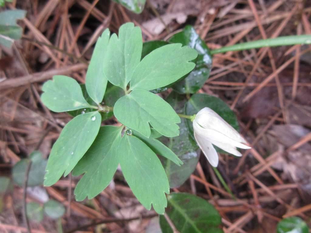 Image of Anemone raddeana Regel