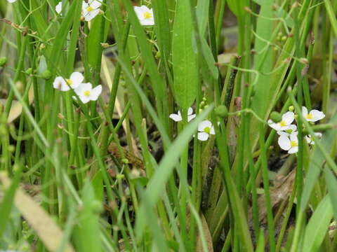 Image of grassy arrowhead