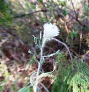 Слика од Helichrysum leucopsideum DC.