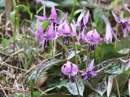 Image of Erythronium japonicum Decne.