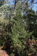 Image of Celery-top Pine