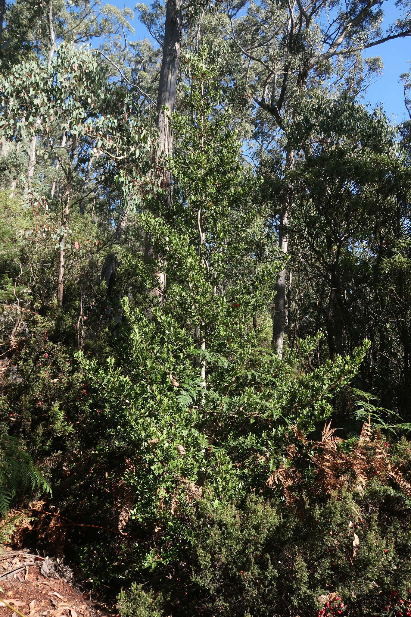 Imagem de Phyllocladus aspleniifolius (Labill.) Hook. fil.