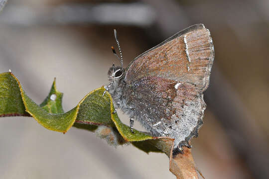 Sivun Incisalia henrici (Grote & Robinson 1867) kuva