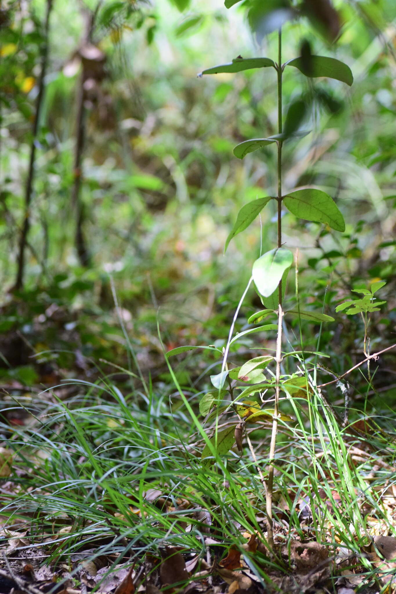 Image of Carex firmula (Kük.) J. R. Starr