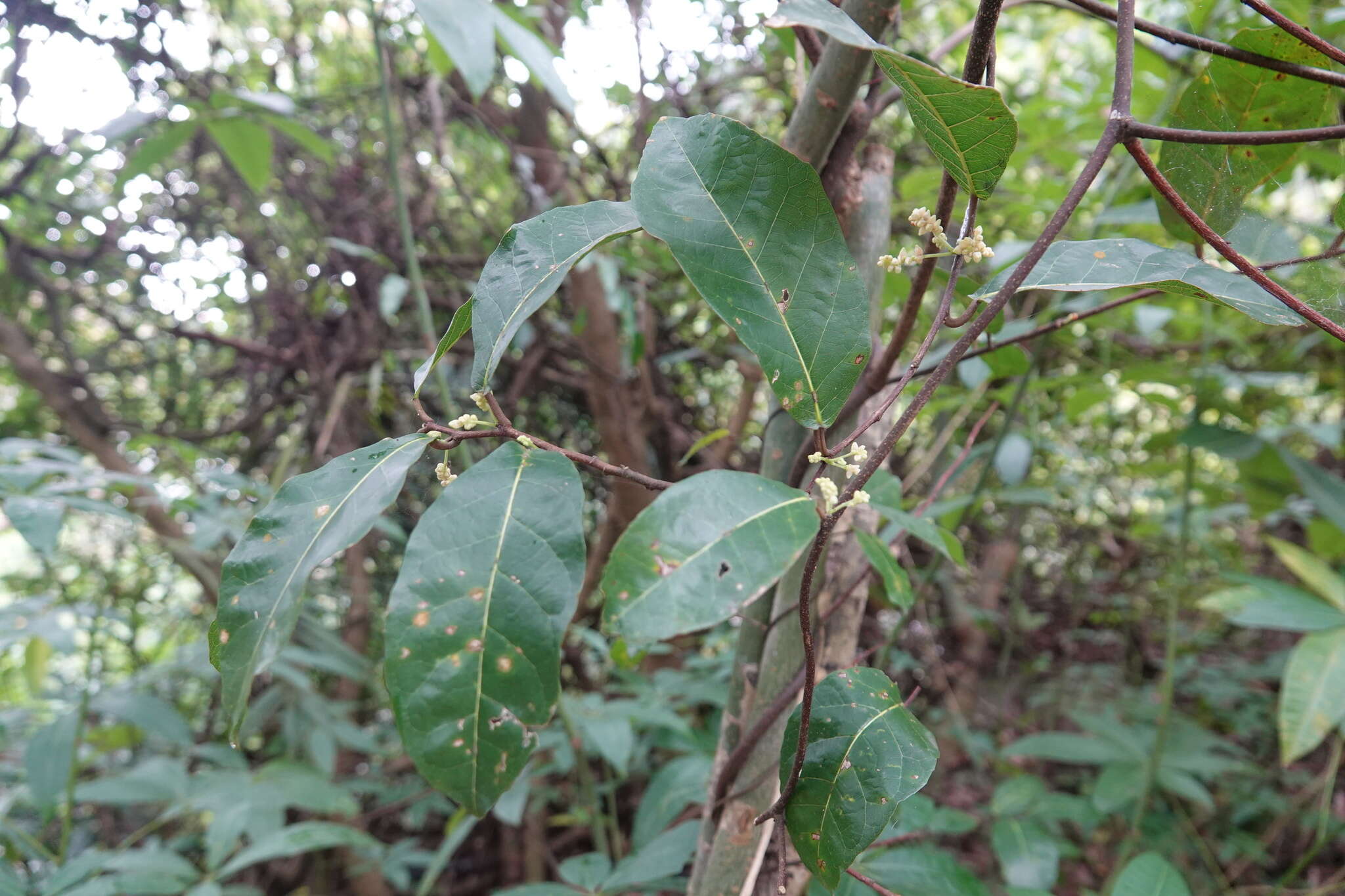 Image of Trophis scandens subsp. scandens