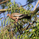 Image of Patagioenas picazuro picazuro (Temminck 1813)