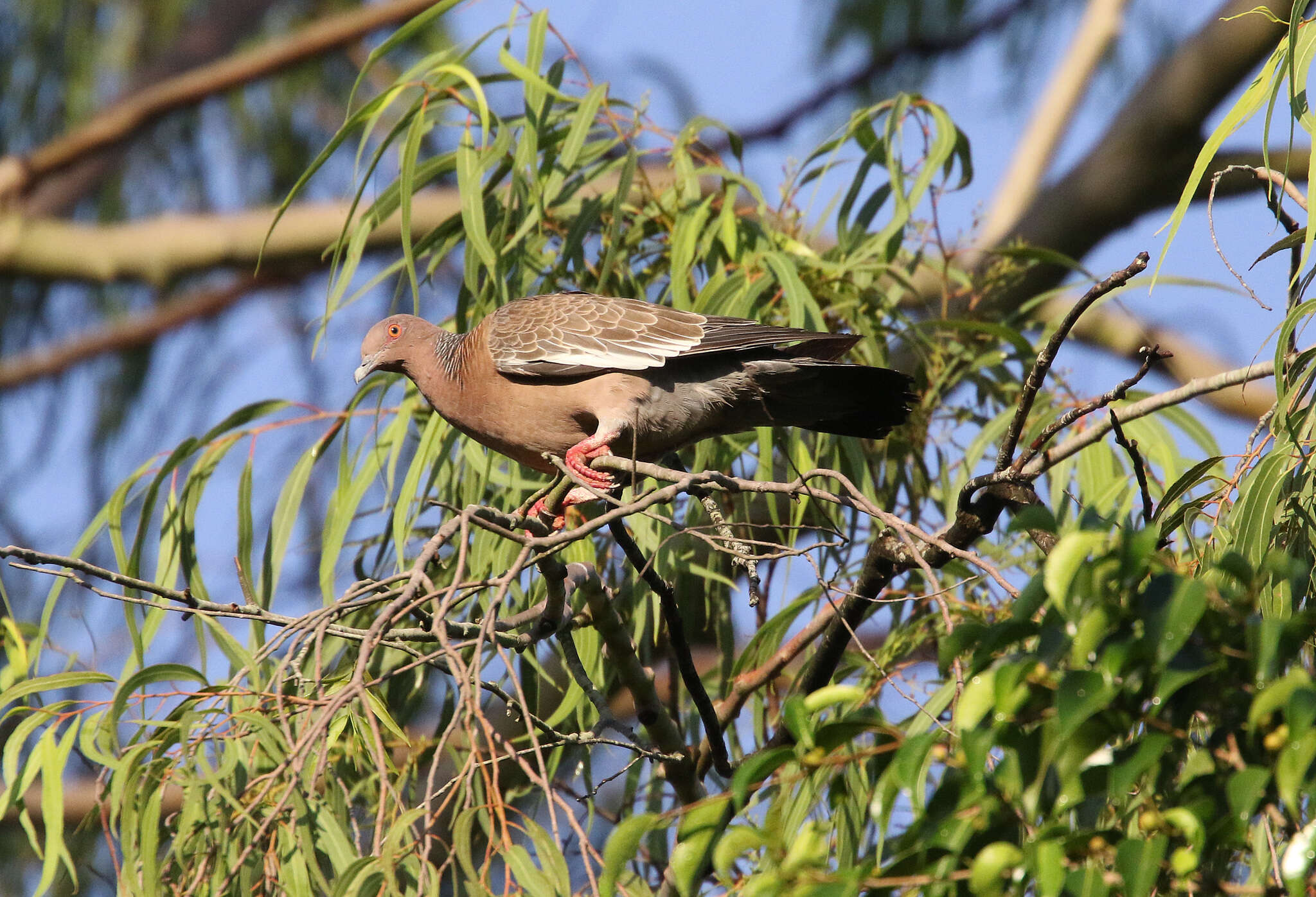 Image of Patagioenas picazuro picazuro (Temminck 1813)