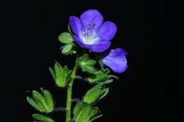 Phacelia austrotexana (J. A. Moyer) B. L. Turner的圖片