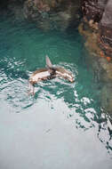 Image of Galapagos Fur Seal