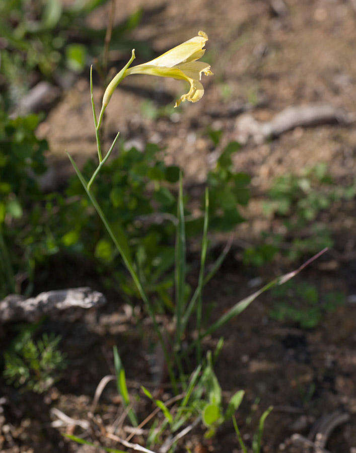 Imagem de Gladiolus recurvus L.