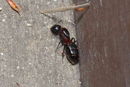 Image of Camponotus obscuripes Mayr 1879