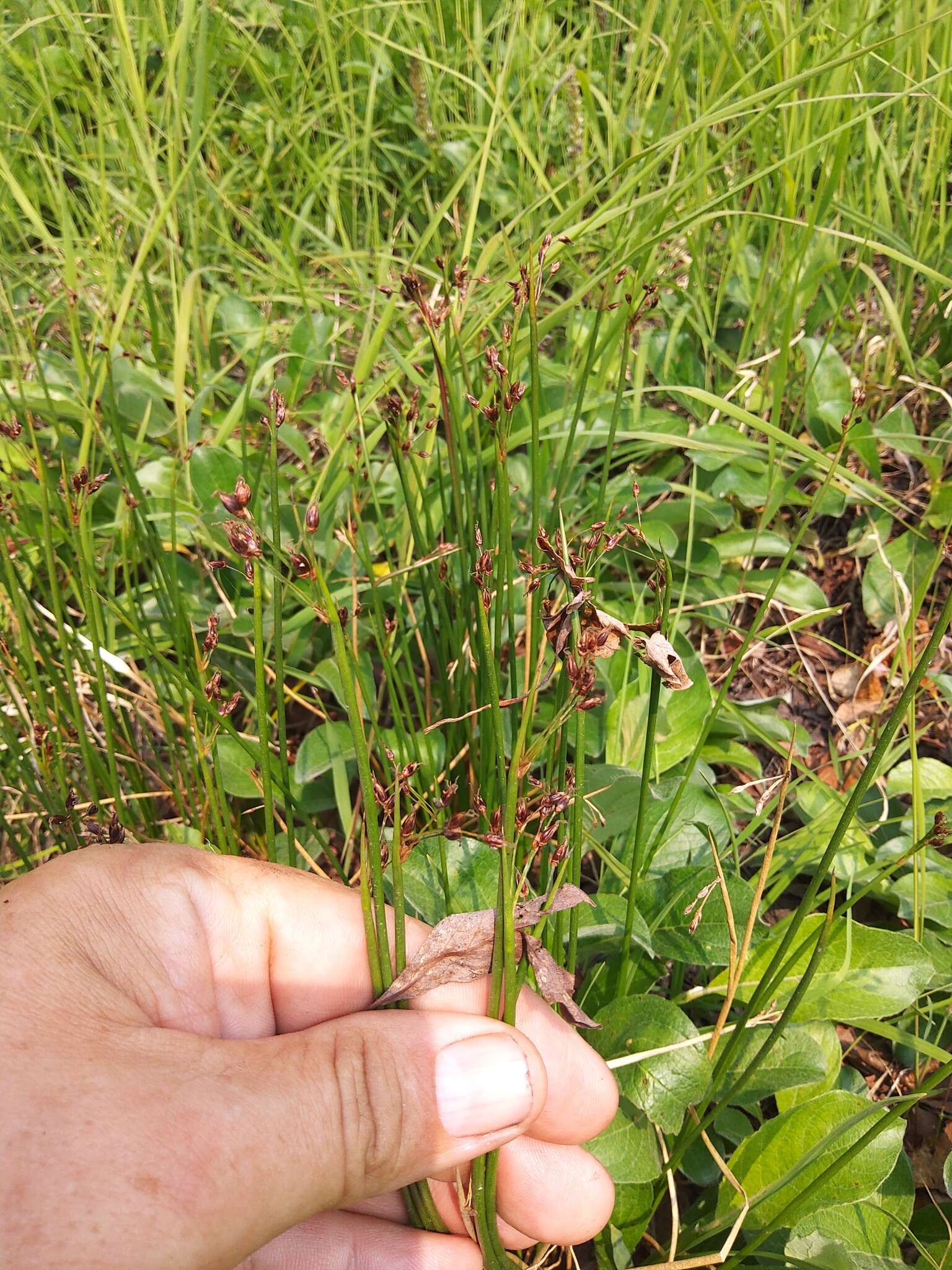 Image of Juncus beringensis Buch.